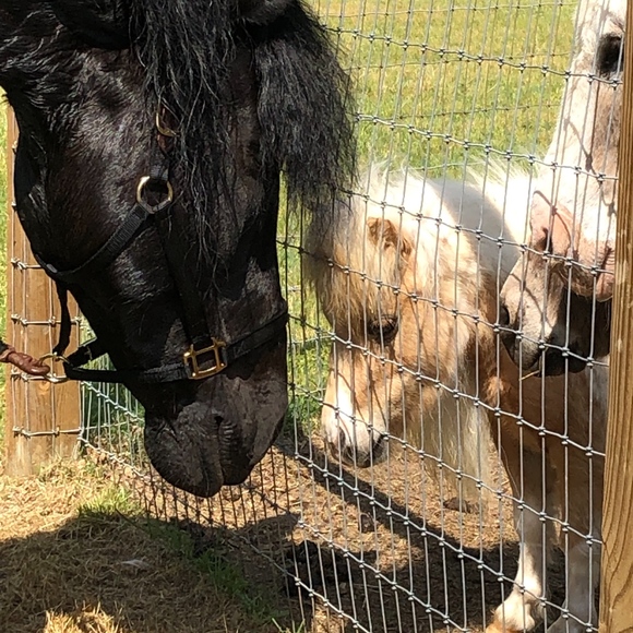 Meet your Posher - Picture 1 of 1